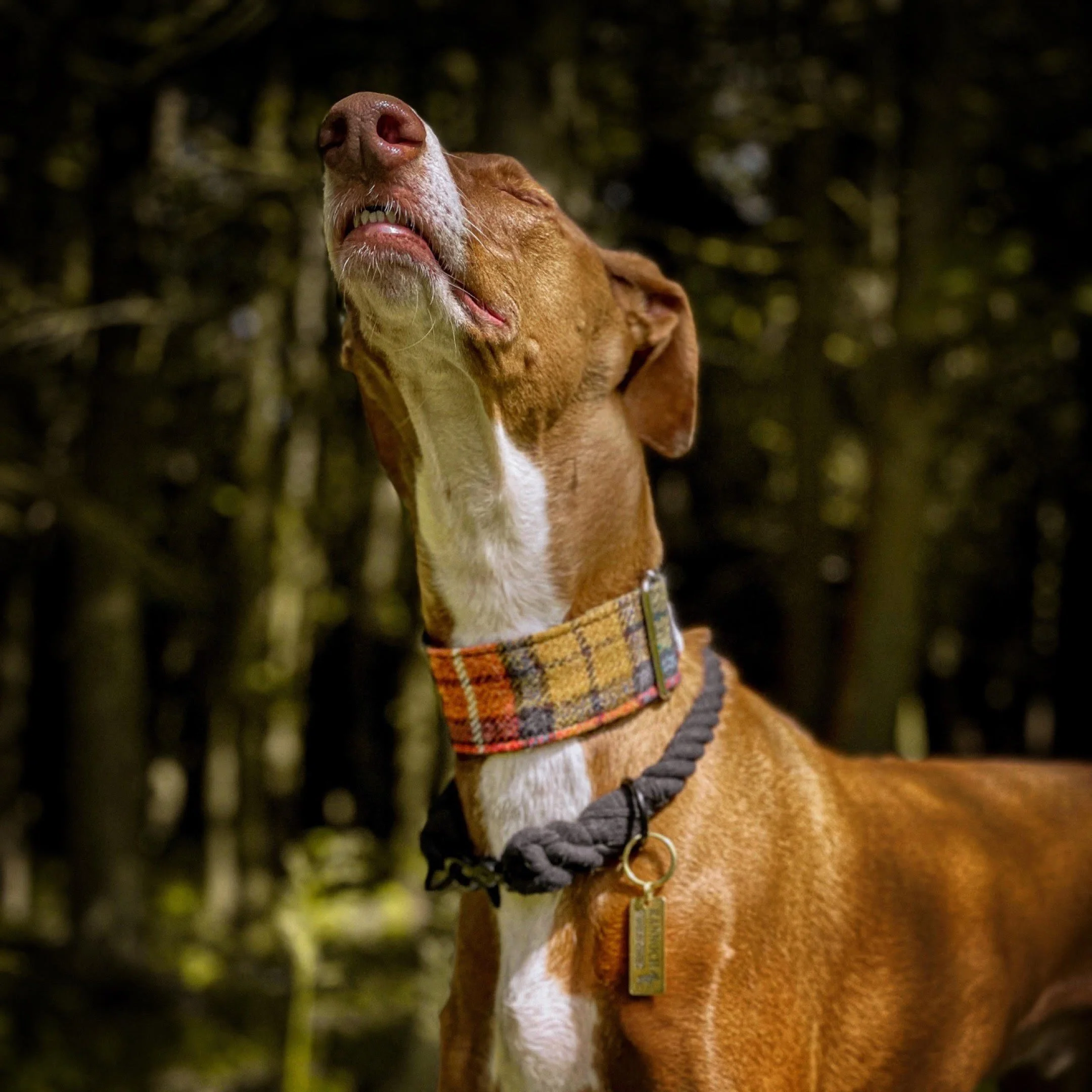 Martingale collar Harris tweed Hound Heart Collars